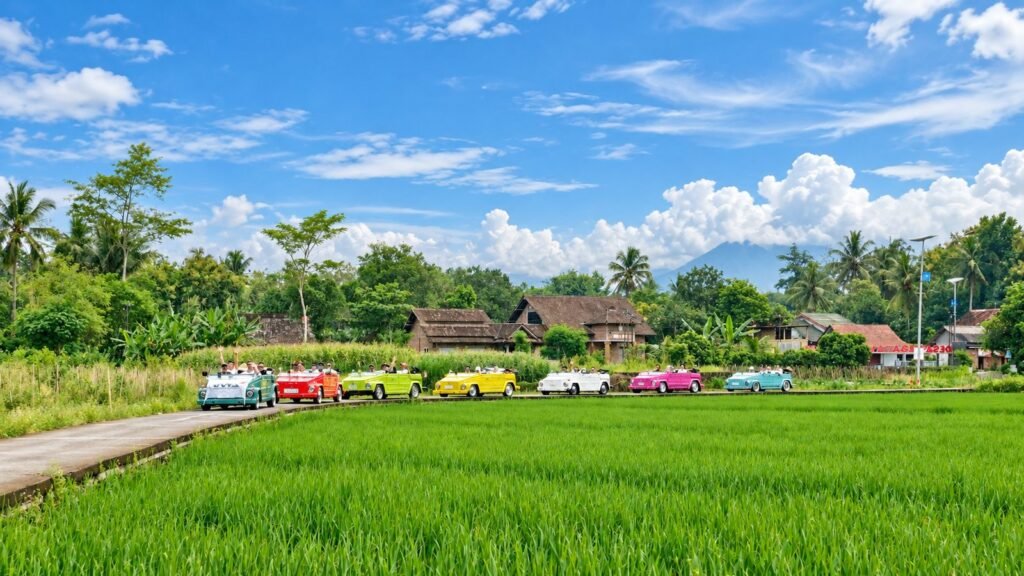 VW safari Borobudur: a row of classic open-top VW cars beside green rice fields