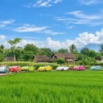 VW safari Borobudur: a row of classic open-top VW cars beside green rice fields
